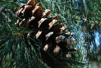 Pinus peuce - borovice rumelská - šiška detail